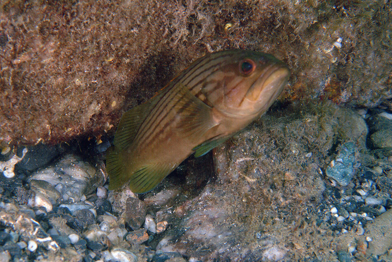 Epinephelus costae